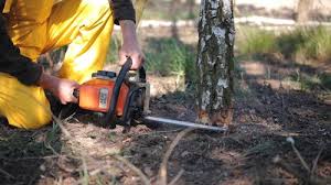 Trusted Leland Grove, IL Tree Care Services Experts