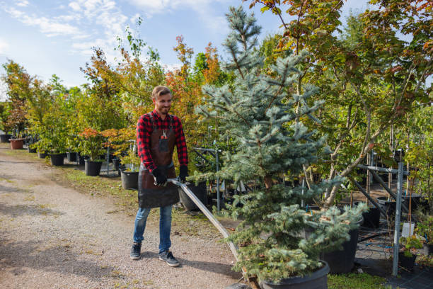 How Our Tree Care Process Works  in  Leland Grove, IL